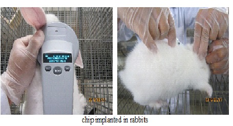 chip implanted in rabbits