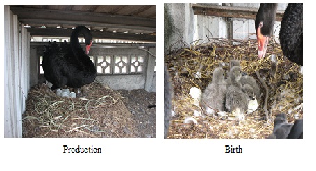 Production and birth