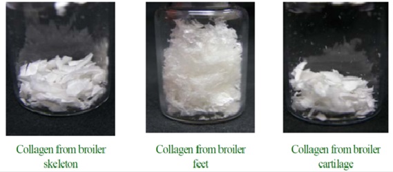 Development of ready-to-eat collagen products