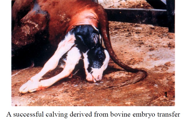 A successful calving derived