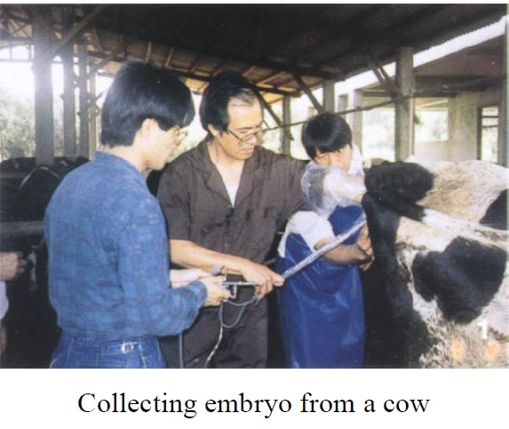 Collection embryo from a cow