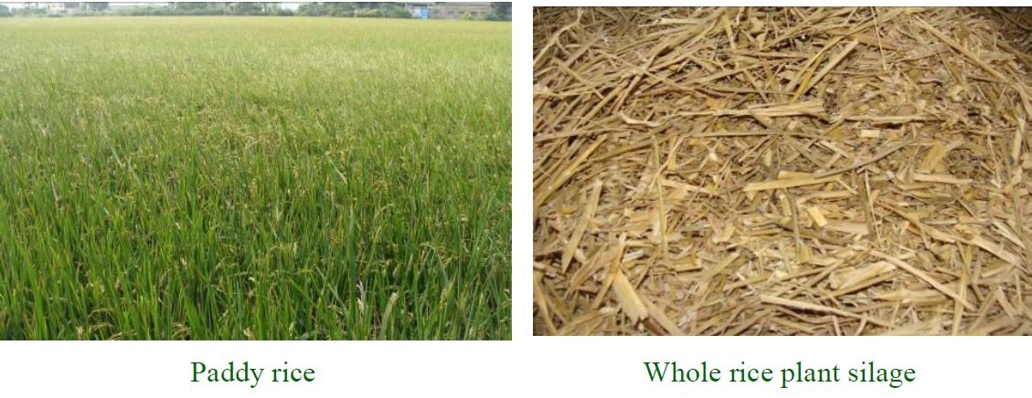Paddy rice and whole rice plant silage