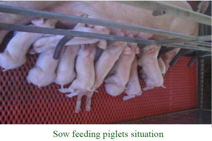 Sow feeding piglets situation