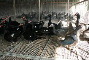 Breeding Poultry