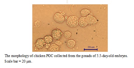 The morphology of chicken PGC