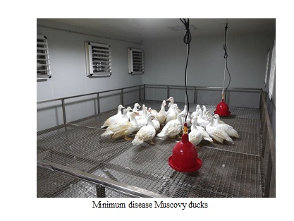Minimum disease Muscovy ducks