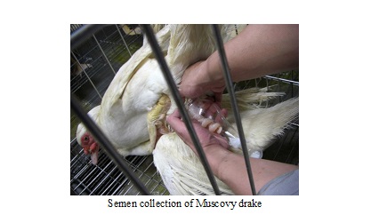 Semen collection of Muscovy drake