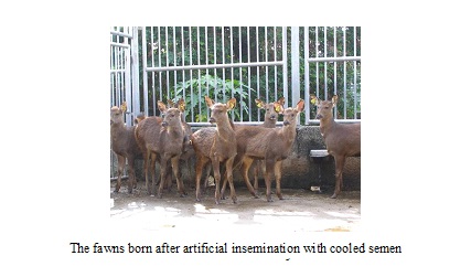 The fawns born after artificial insemination with cooled semen