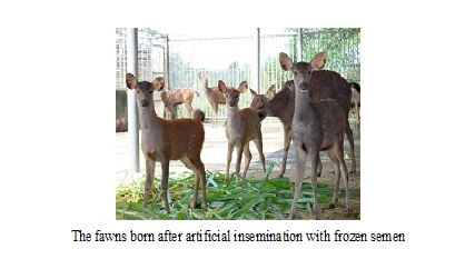 The fawns born after artificial insemination with frozen semen