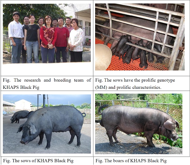 Breeding of KHAPS Black Pigs