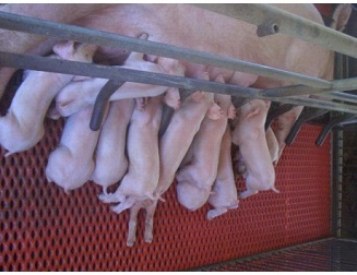 The mortality rate of piglets