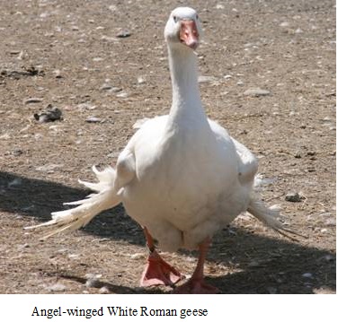 white Roman geese